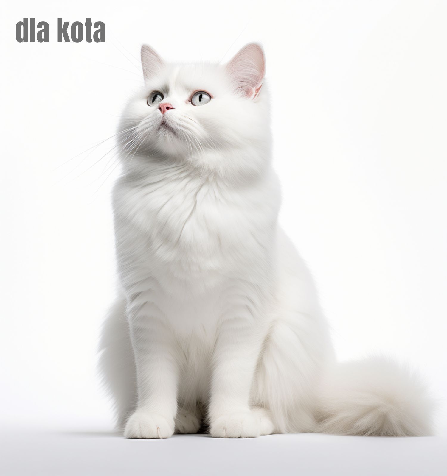 Karma dla kota - pupilkarma.pl sklep internetowy polskiego producenta karmy dla kotów